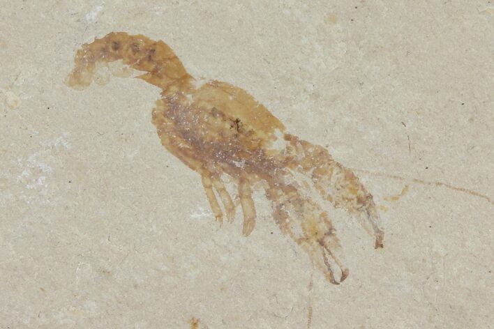 Cretaceous Lobster (Eryma) Fossil - Lebanon #112652
